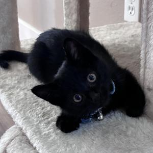 Jett, kitten, available for adoption
