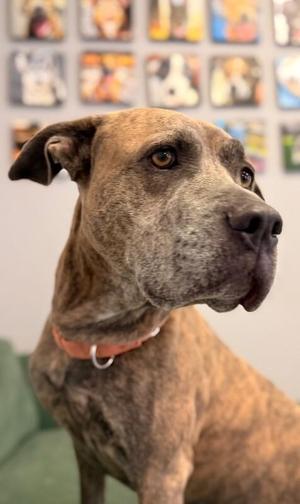 Echo, Pit Bull Terrier / Mixed Breed, adult, available for adoption