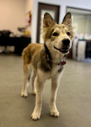 Bandit, Husky / Shepherd, puppy, available for adoption