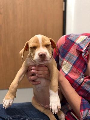 Angel, Pit Bull Terrier / Mixed Breed, puppy, available for adoption
