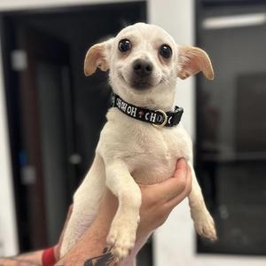 Pups Without Borders