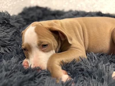 Dodger, Pit Bull Terrier / Mixed Breed, puppy, available for adoption