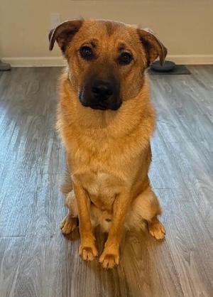 Bear, German Shepherd Dog / Great Pyrenees, puppy, available for adoption