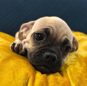 Chug the pug, Pug / Beagle, puppy, available for adoption