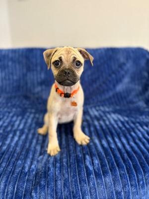 Bug the pug, Pug / Beagle, puppy, available for adoption