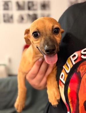 Bentley, Chihuahua / Mixed Breed, puppy, available for adoption