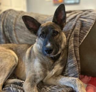 Auggie (Augustus), Shepherd / Mixed Breed, young, available for adoption