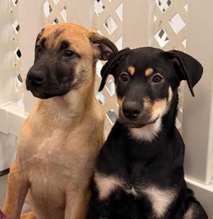 Carl, German Shepherd Dog / Rottweiler, puppy, available for adoption