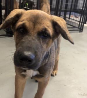 Cinnamon, Shepherd / Husky, puppy, available for adoption