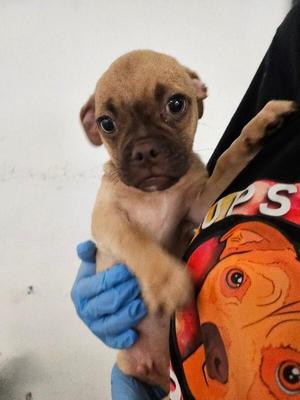 Doug the Pug, Pug / Beagle, puppy, available for adoption