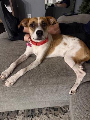 Amor, Cattle Dog / Chihuahua, young, available for adoption