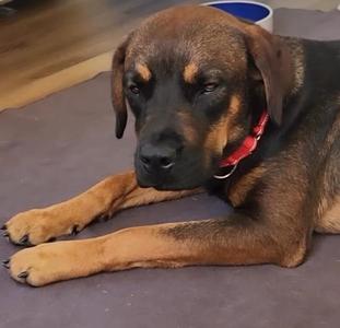 A brown and black dog with a red collar lying on a gray surface.