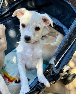 Betsy, Pomeranian / Chihuahua, puppy, available for adoption