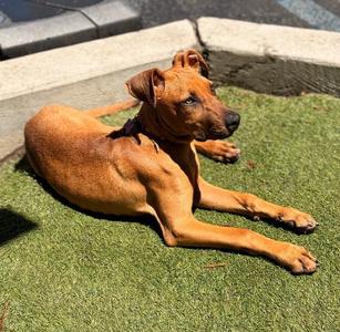 Countess Yamabella of Mashwell, Rhodesian Ridgeback / Mixed Breed, puppy, available for adoption