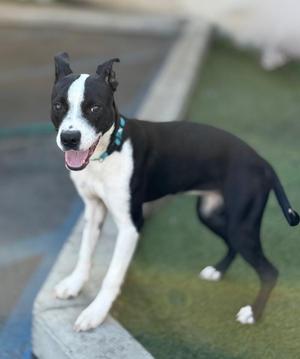 A black and white dog with floppy ears and a blue collar is standing on a grassy area next to a concrete ledge.