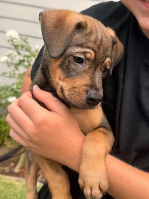 Chewbacca (Chewy), German Shepherd Dog / Mixed Breed, puppy, available for adoption