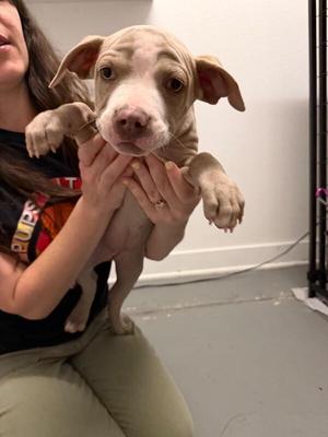 Firebell, Pit Bull Terrier / Mixed Breed, puppy, available for adoption