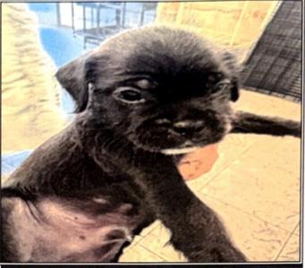 Aruba, Pug / Maltese, puppy, available for adoption