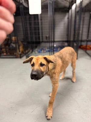 Autumn, Shepherd / Husky, puppy, available for adoption