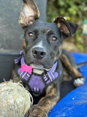 Daisy, Boxer / Pit Bull Terrier, young, available for adoption