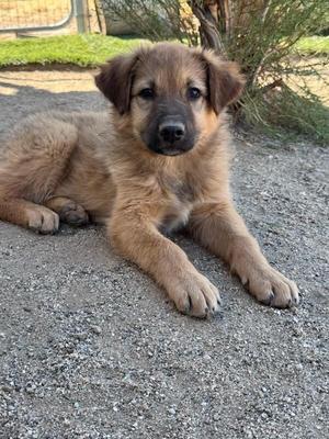 A fluffy brown puppy lying on a gravel surface, looking directly at the camera with a curious expression.