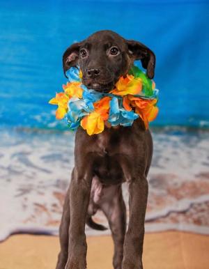 Banksy, Belgian Shepherd / Malinois / Mixed Breed, puppy, available for adoption