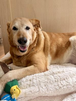 Princess, Golden Retriever, senior, available for adoption
