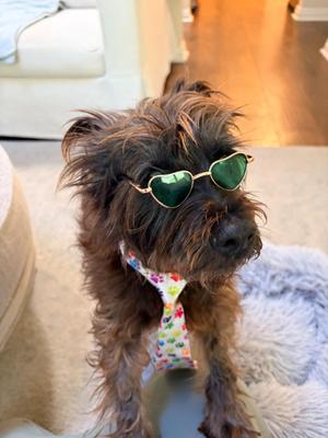 Toto, Terrier, senior, available for adoption