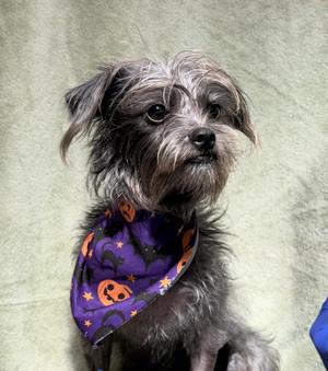 Mellie, Terrier, young, available for adoption