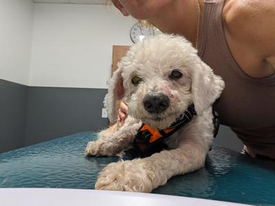 Owen, Miniature Poodle, senior, available for adoption