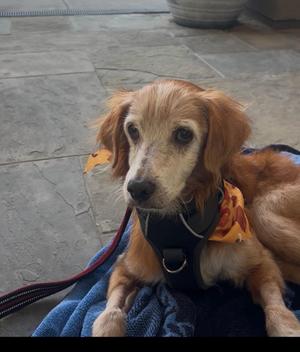Remy, Golden Retriever, senior, available for adoption