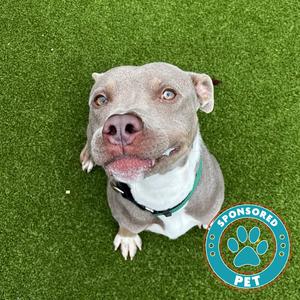 Krieg, Bulldog, adult, available for adoption