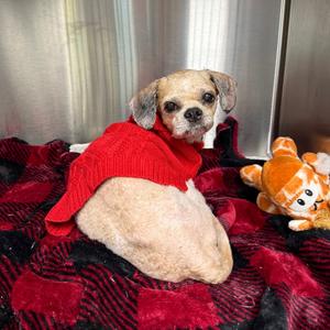 Fizzgig, Shih Tzu, senior, available for adoption