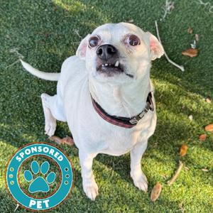 Billy, Chihuahua, senior, available for adoption