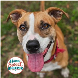 Lupita, Mixed Breed (Large), adult, available for adoption