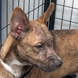 Claude, Husky, young, available for adoption