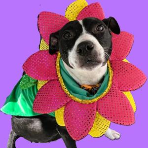 Dandelion, Mixed Breed (Medium), adult, available for adoption