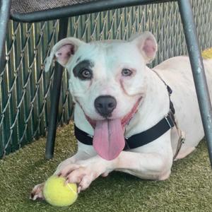 Eva, Bulldog, adult, available for adoption