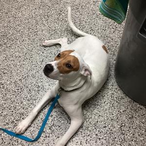 Fuji, Mixed Breed (Medium), young, available for adoption