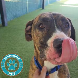 A brindle dog with a blue collar licks its nose with its tongue out, with a 'Sponsored Pet' logo in the lower left corner.