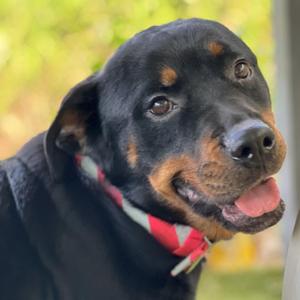 Delilah, Rottweiler, senior, available for adoption