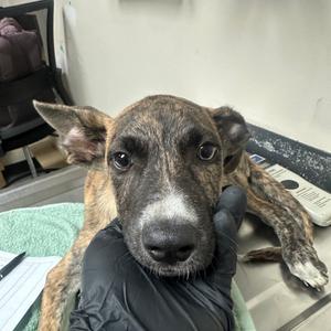 AirConditioner, Shepherd, available for adoption