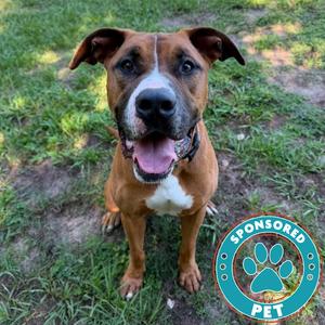 Bear, Mixed Breed (Large), adult, available for adoption