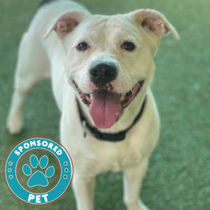 A white dog with a black collar standing on green grass, smiling with its tongue out. There is a circular logo in the bottom left corner with the text "SPONSORED PET" and a paw print in the center.