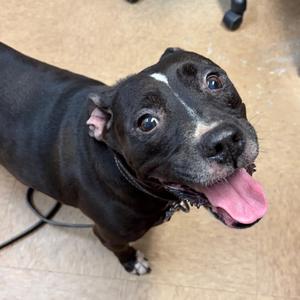 Maggie Mae, Terrier, Staffordshire Bull, senior, available for adoption
