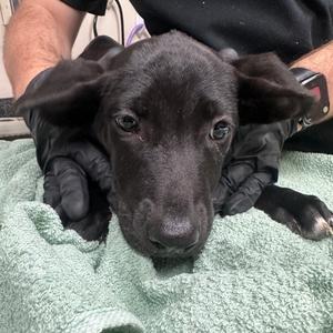 Lampshade, Shepherd, available for adoption