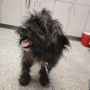 Elvis, Poodle, Miniature, adult, available for adoption