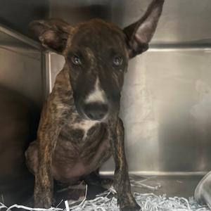 A brindle-colored dog with a white patch on its chest and face, sitting in a metal enclosure with shredded paper on the floor.