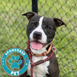 Coco Melon, Mixed Breed (Large), senior, available for adoption
