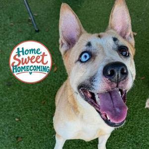 Gloria, Cattle Dog, adult, available for adoption